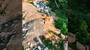 #Lions #GirnarRopeway Lions(Panthera leo persica)seen from Girnar Ropeway/(Musical Edition)1080p