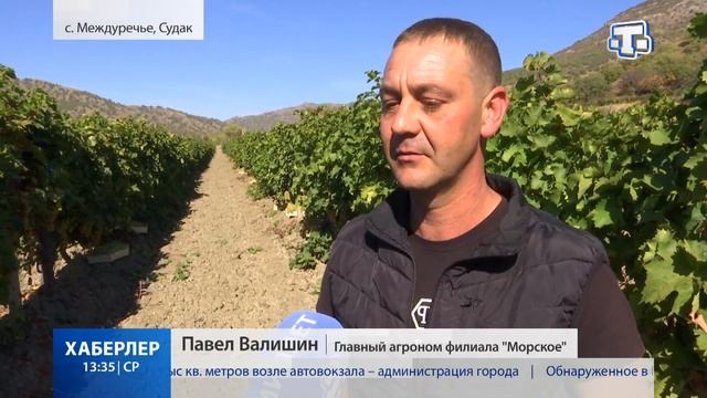 Финальный сбор винограда смотреть онлайн