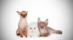 РЫСЬ, КОТ И СОБАКА. Все бандиты в сборе