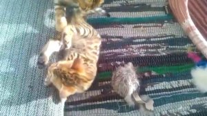 Бенгальские коты