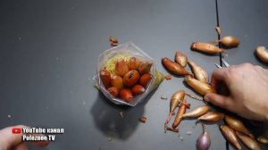 ЛУК НА ЗЕЛЕНЬ ЗА 15 ДНЕЙ! ОБ ЭТОМ НЕ ГОВОРЯТ-СЕКРЕТ БЫСТРОГО РОСТА ПЕРА