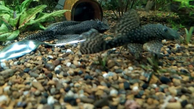 Общежитие для сомов смотреть онлайн