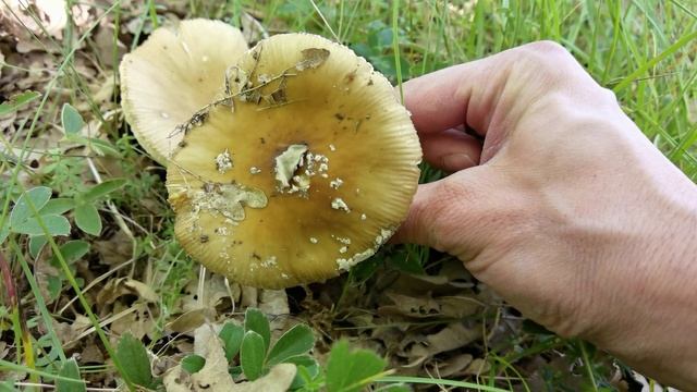 La lluvia puede eliminar el velo de algunas Amanitas. Dificultando su identificación смотреть онлайн