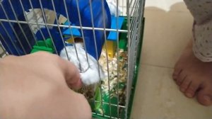 Хомячок застрял в клетке