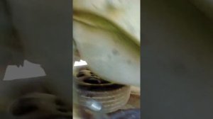 1998 Subaru legacy rear differential