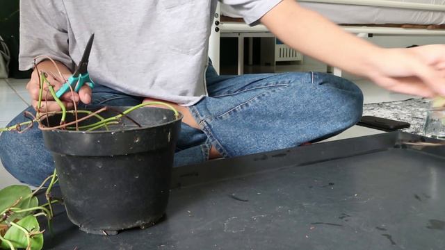 PROPAGASI PHILODENDRON BRAZIL & SCINDAPSUS 🌱 смотреть онлайн