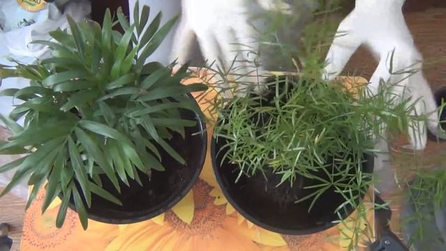 Пересаживаю комнатные цветы, быстро и просто. Супер удобное удобрение смотреть онлайн