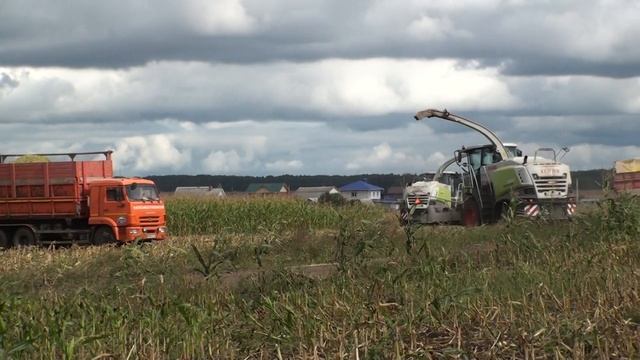 Заготовка силоса кукурузного в семол. смотреть онлайн