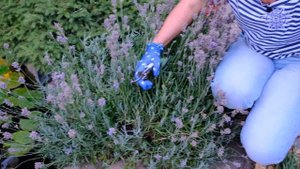 Лаванда стрижка летом и осенью. Как обрезать для повторного цветения?