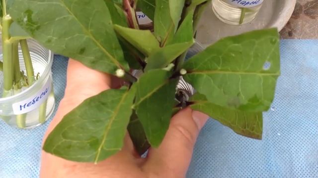 ЧЕРЕНКОВАНИЕ ФЛОКСОВ В КОНЦЕ АВГУСТА смотреть онлайн