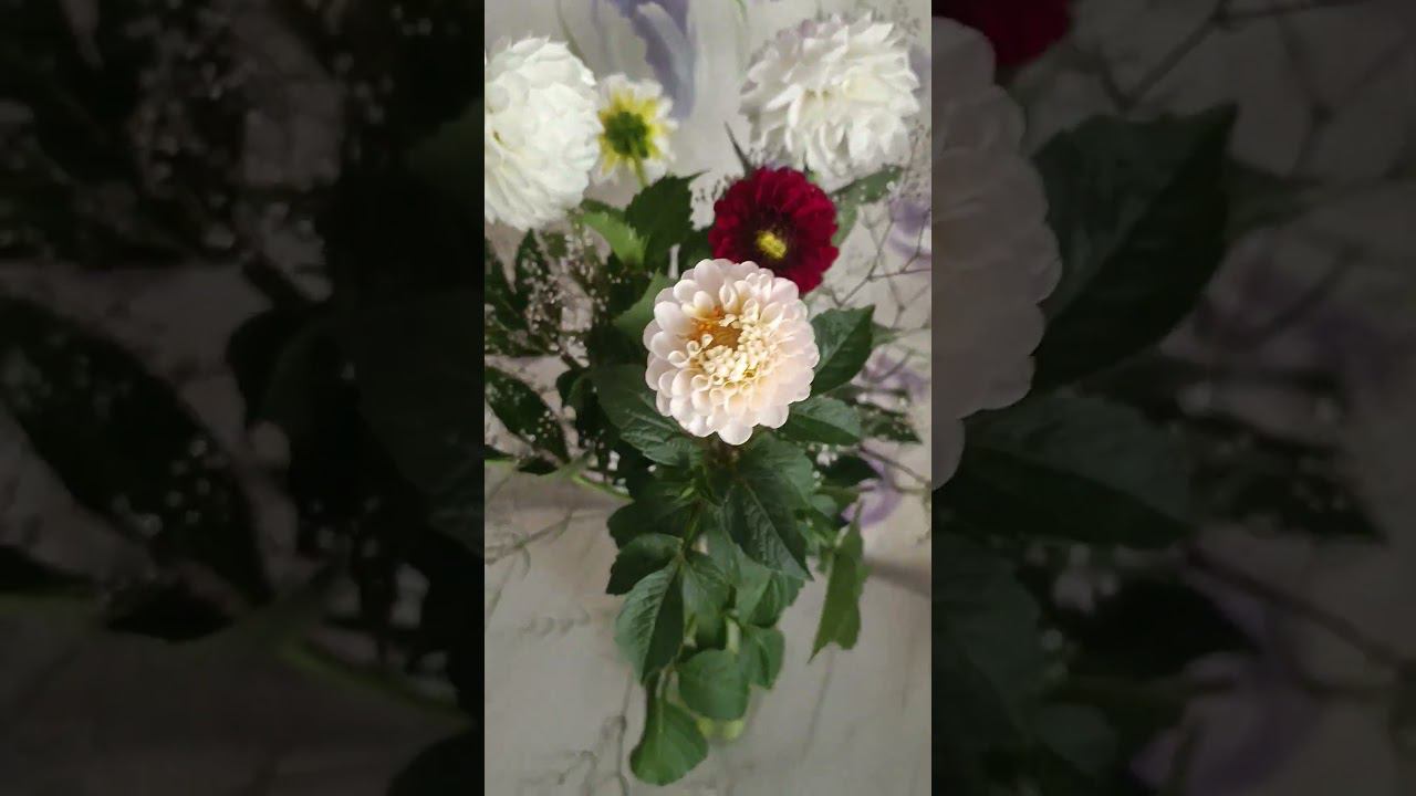 Очередной букетик из георгин и гипсофилы , выращенных на нашей даче. Цветы в вазе.
