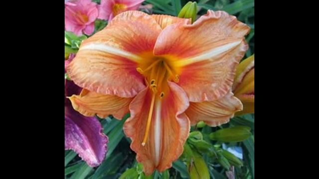 Фото клематисов лилейников . смотреть онлайн