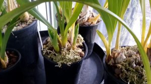 Cymbidium update