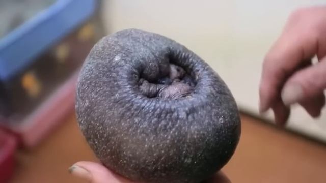 Когда они увидели это маленькое существо, то испугались! Правда оказалась куда ужасней! смотреть онлайн