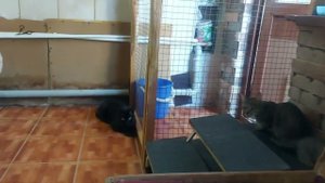 Кошку с котятами выкинули на улицу.#animalshelter  #бездомныеживотные
