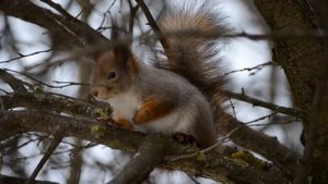 белка цокает