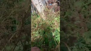 Что такое кориандр.