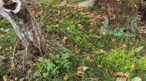 собрать калину#p.s.