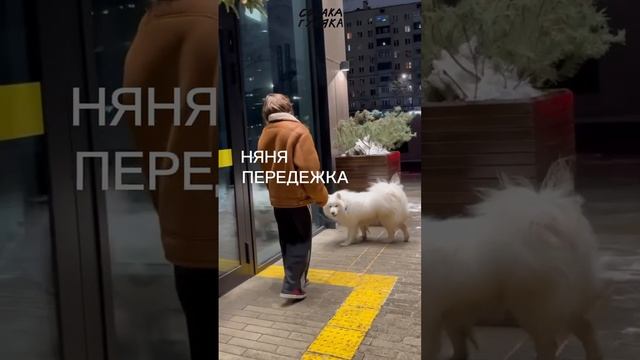 Закажи няню, выгульщика, ситтера для любимки прямо сейчас! #собакагуляка #собака #передержка