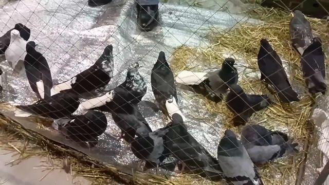 Выставка голубей г.Воронеж 26.11.23 смотреть онлайн