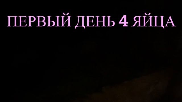 Повышает ли яйценоскость у кур несушек черная львинка?