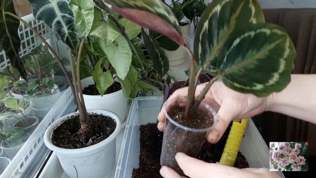 КОМНАТНЫЕ ЦВЕТЫ. смотреть онлайн