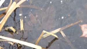 Лягушки подо льдом пруда