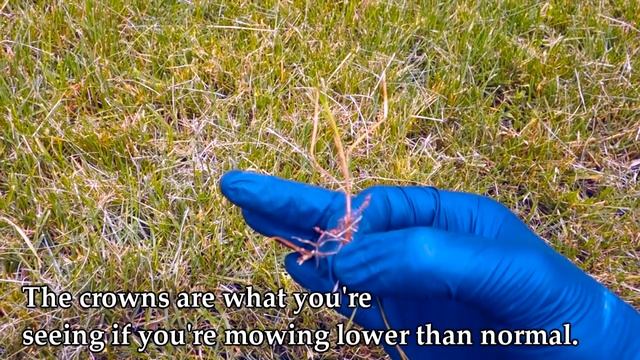 JTLK/LCN Project Lawn Update | Goin' Solo | Summer Applications | Fungicide | Insecticides смотреть онлайн