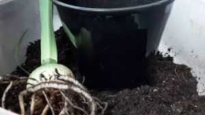 Пересадка гиппеаструма в больший объем.