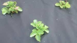 Важно! Осенняя подкормка земляники.