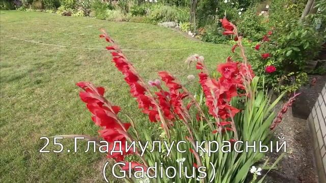 ?30 ЦВЕТОВ ИЮЛЯ: обзор садовых растений, которые цветут в июле. Часть 2.