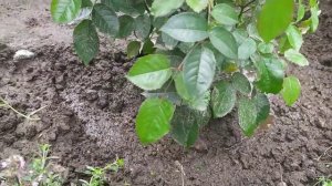 Осенняя пересадка роз. Отвечаю на вопросы.