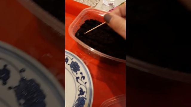 Посадка семян петунии смотреть онлайн