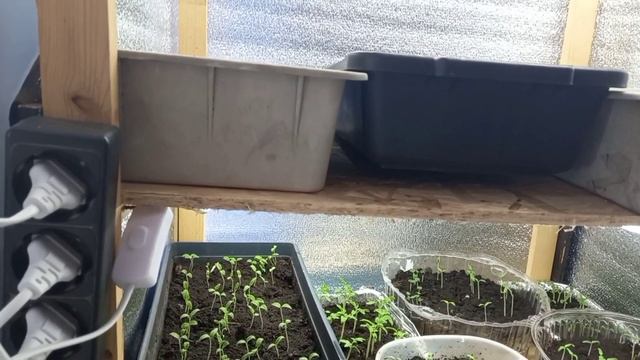 Обзор моей рассады. Какие сорта томатов и перца мне прислали. смотреть онлайн