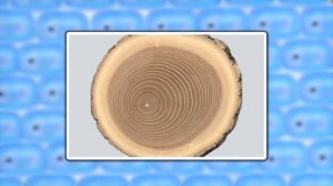 Внутреннее строение стебля