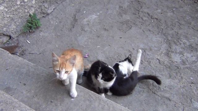 Мяуки