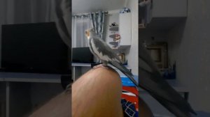 Попугай корелла кричит