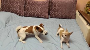 Чихуахуа и Джек Рассел терьер - BFF ❤️