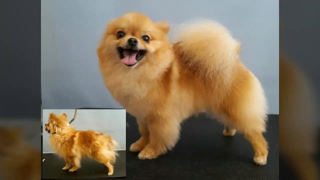 Grooming by Irina Vinogradova смотреть онлайн