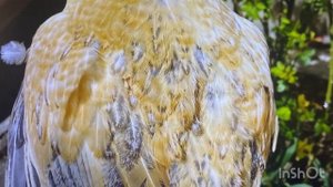 Стандарт кур Нидерхайнер#Недопустимые недостатки#