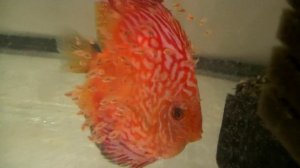 Как посадить малька на Пиджена. Кормление мальков.