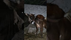 Big Bull Meets  Small Cow | Farm Breeding😯💦💦