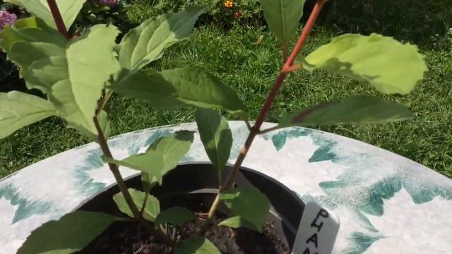 Метельчатая Гортензия. Формирование штамба,начиная с черенка. 29.07.20. Часть №2. смотреть онлайн