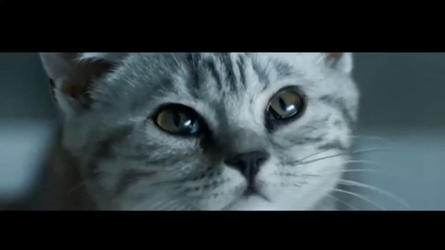 Шотландская вислоухая кошка
