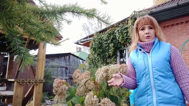 ОБРЕЗКА ДРЕВОВИДНОЙ ГОРТЕНЗИИ ОСЕНЬЮ.