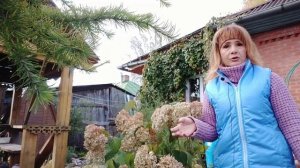 ОБРЕЗКА ДРЕВОВИДНОЙ ГОРТЕНЗИИ ОСЕНЬЮ.