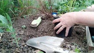 Пересадка ремонтантной малины Маравилла в июне. Можно ли так делать?