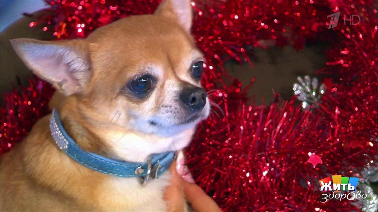 жить здорово про еду 2016. гальперин врач жить здорово. собака жить здорово. жить здорово близорукость. собака жить здорово.