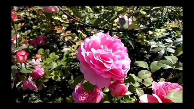 Розы Остина. Эти розы должны быть в каждом саду.