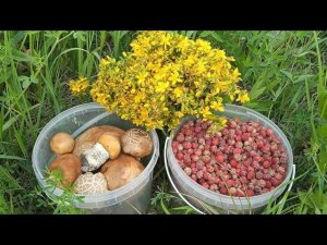 4800 рублей на клубнике за семь часов сбора. Сбор ягоды и грибов. Зарыбляю речку линьком.